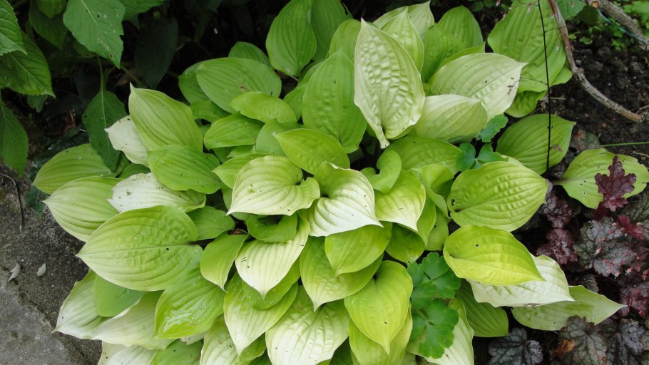 Хоста Hosta Dixieland