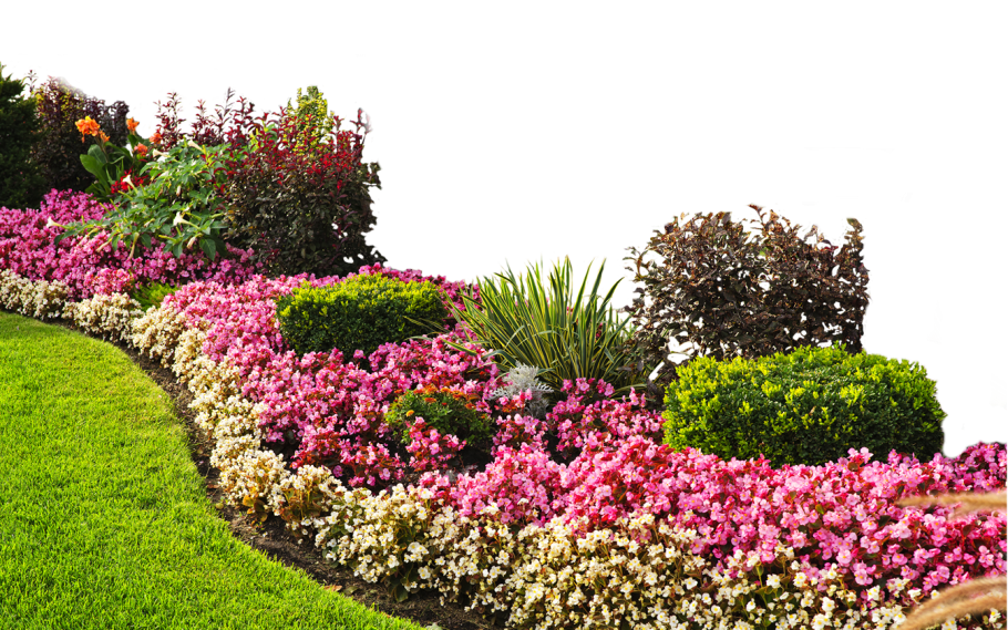 Розовый цветник