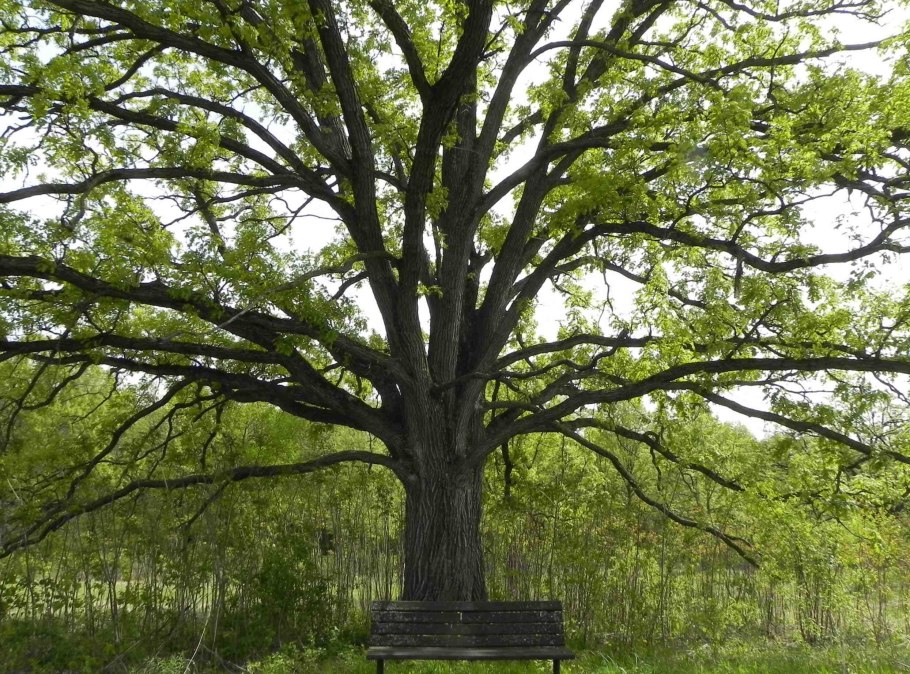 Дуб черешчатый (Quercus Robur)