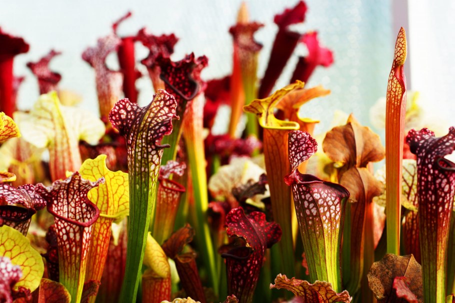 Саррацения (Sarracenia)