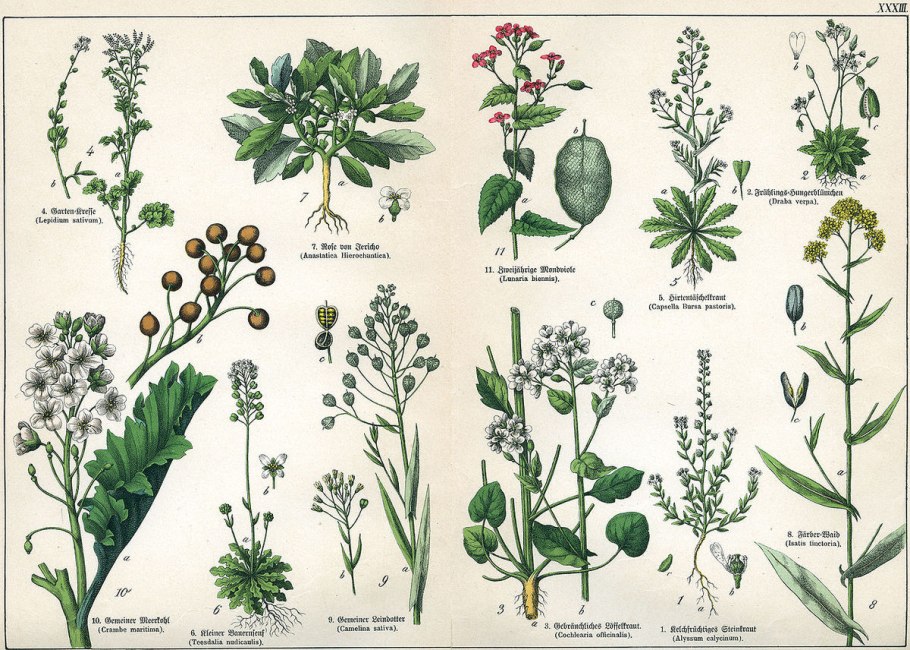 Рапс – Brassica napus.