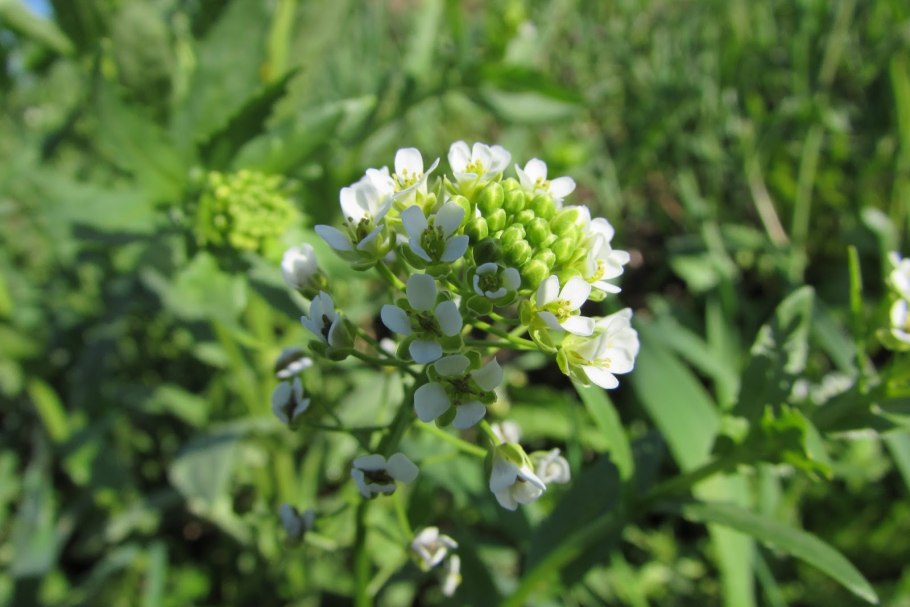 Горчица белая (Sinapis Alba l.)