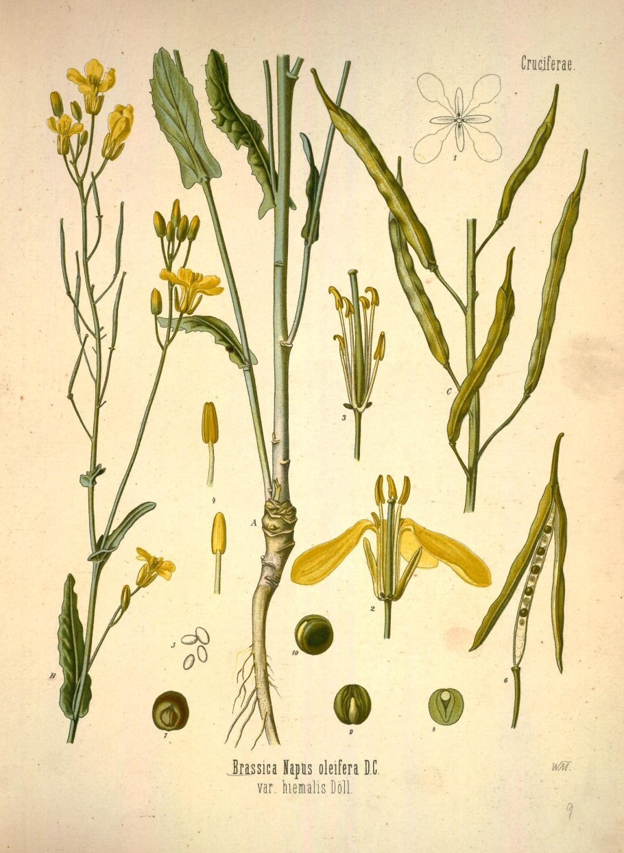 Descurainia Sophia