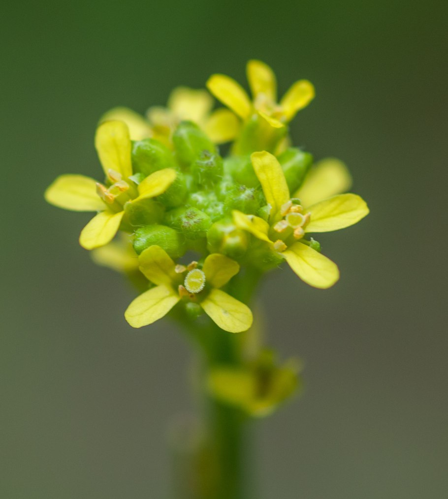Горчица сарептская (Brassica juncea l.)
