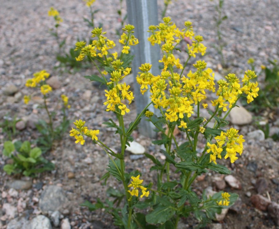 Горчица сарептская (Brassica juncea l.)
