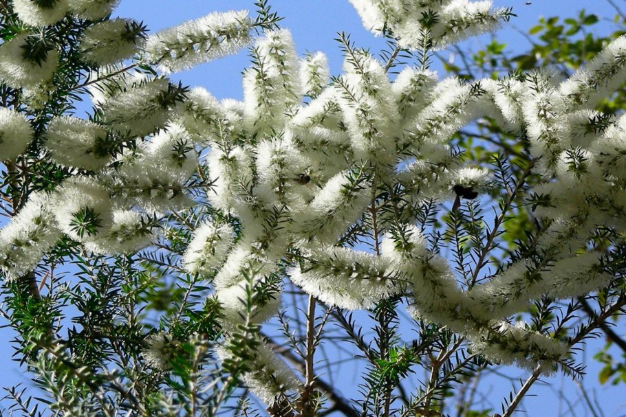 Чайное дерево Melaleuca alternifolia
