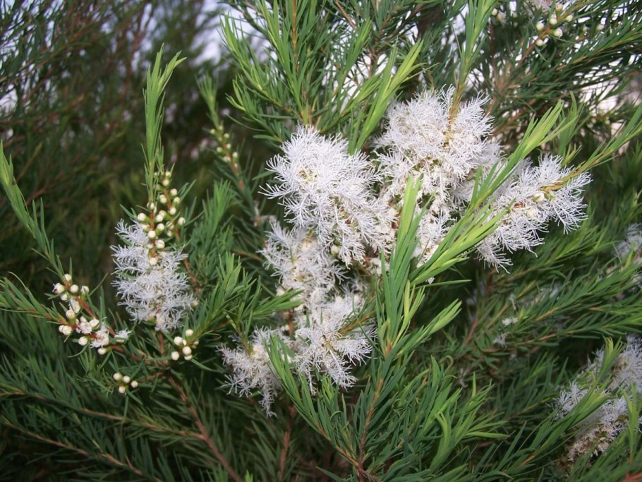 Melaleuca alternifolia Leaf