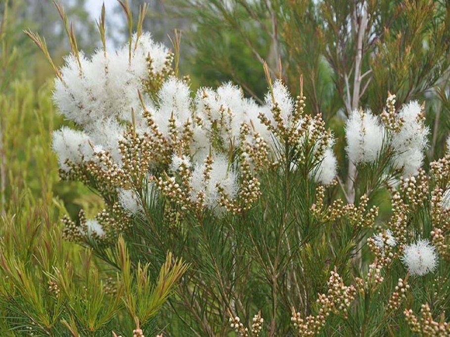 Melaleuca alternifolia дерево