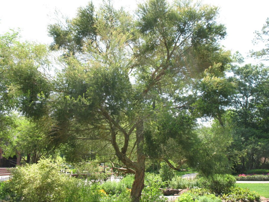 Melaleuca alternifolia