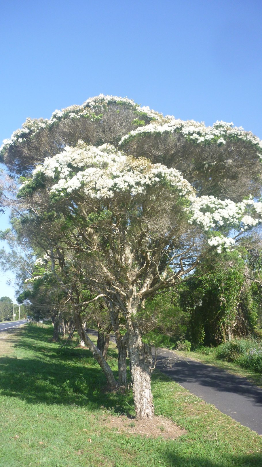 Melaleuca quinquenervia