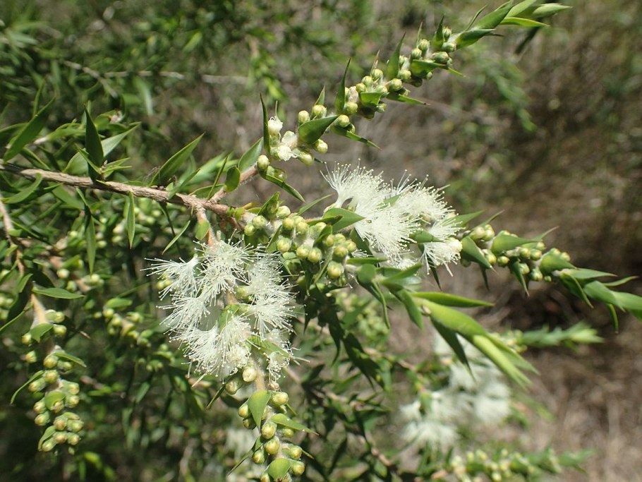 Австралийская Melaleuca alternifolia фото