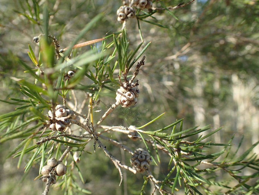 Чайное дерево Melaleuca alternifolia
