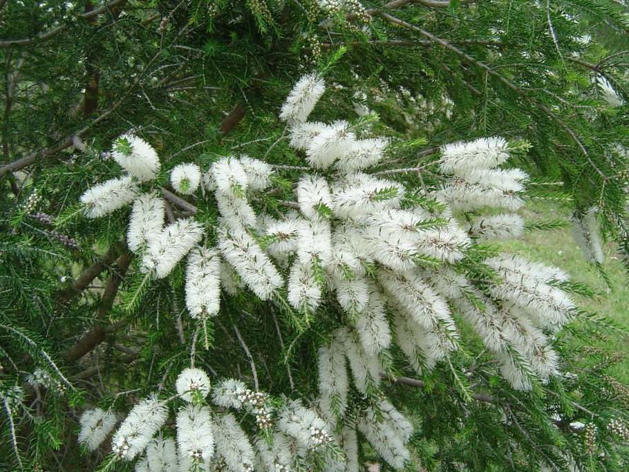 Melaleuca alternifolia дерево