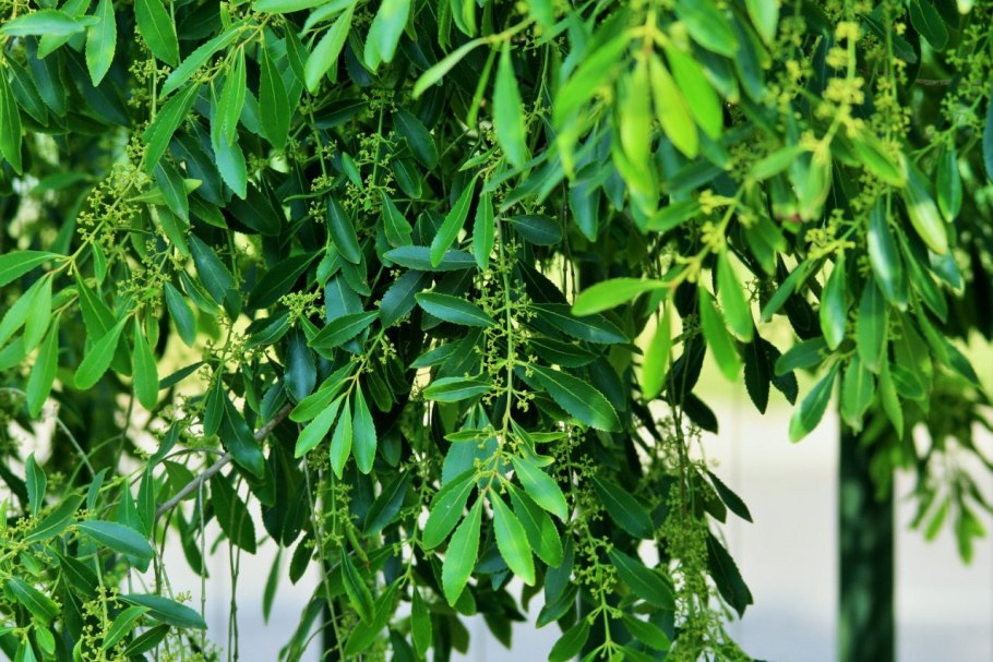 Melaleuca alternifolia Oil