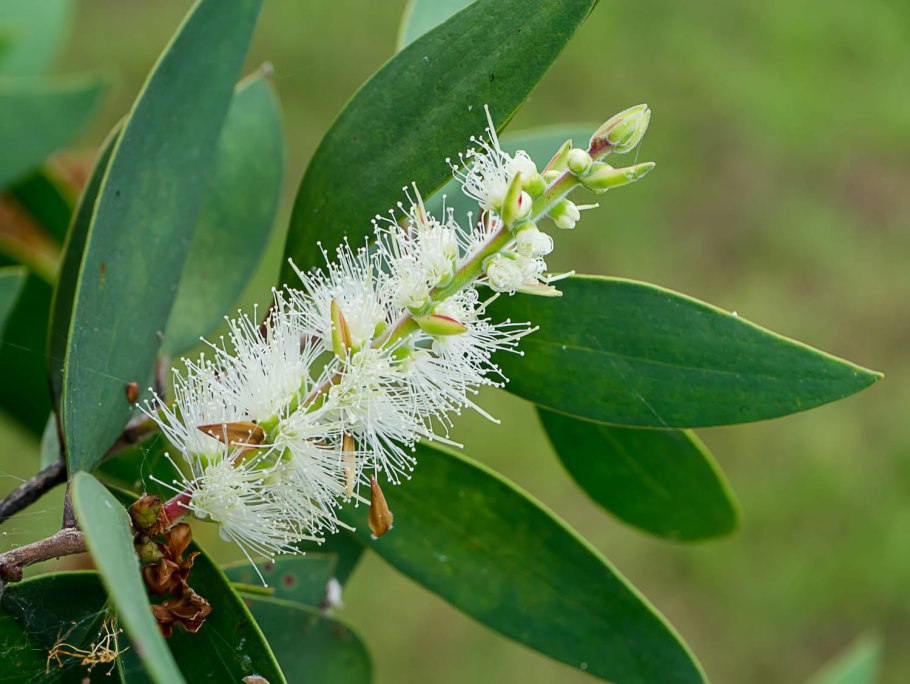 Melaleuca alternifolia