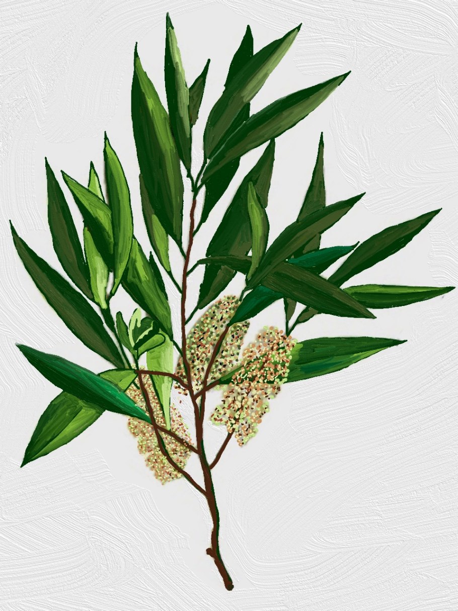 Melaleuca alternifolia
