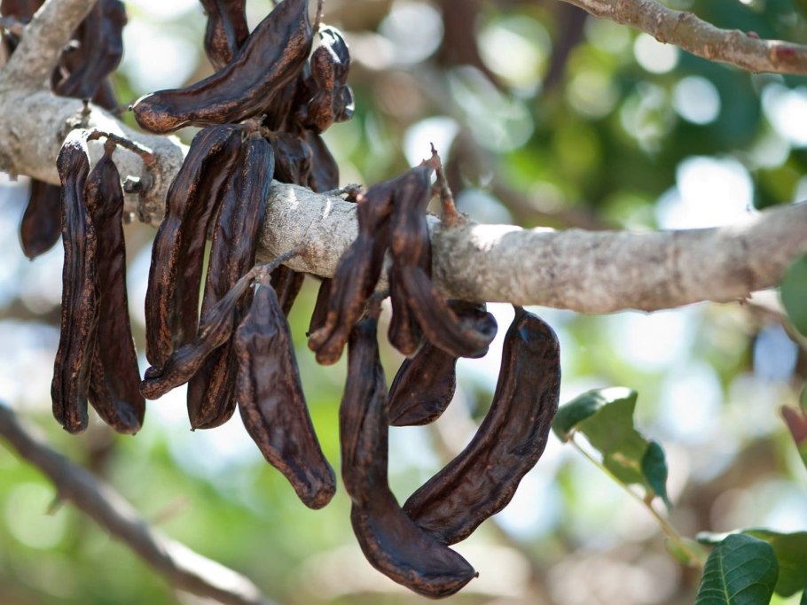 Цератония стручковая рожковое дерево