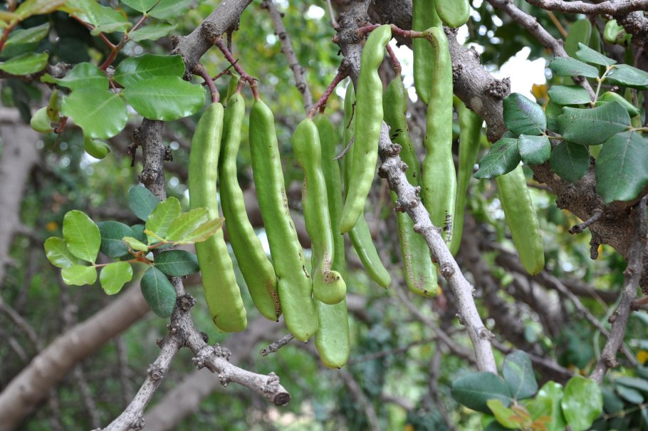Цератония рожковое дерево
