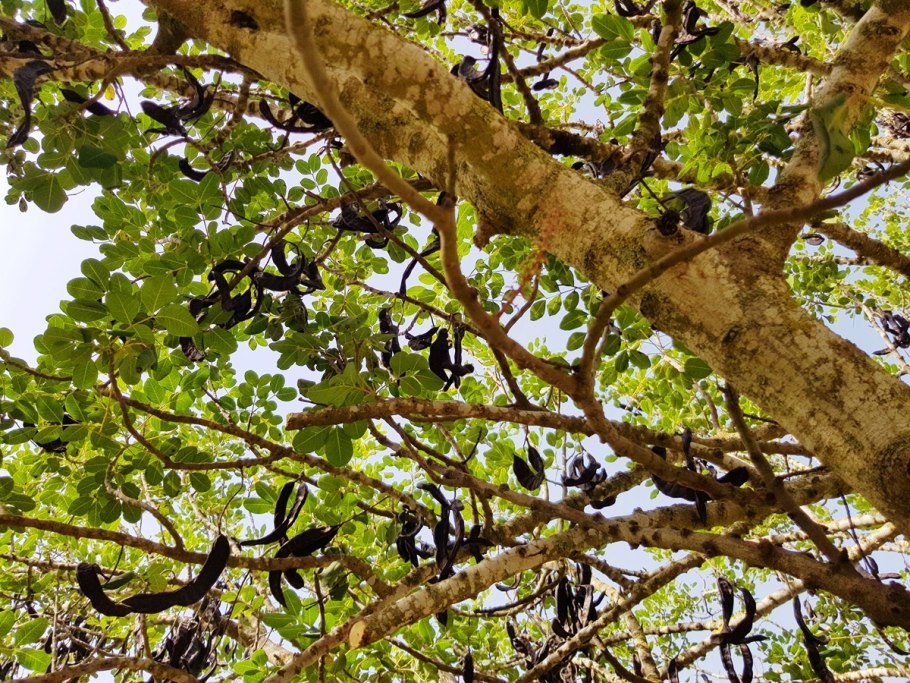 КЕРАТОНИЯ дерево