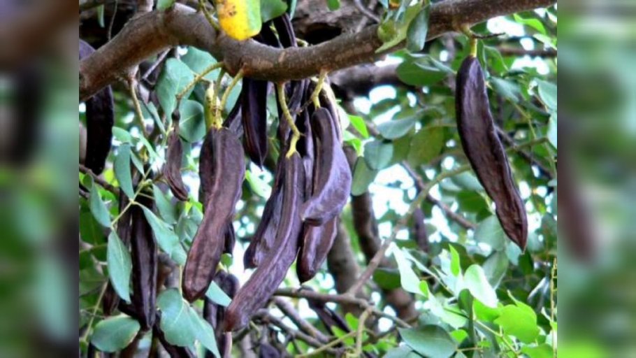 Цератония рожковое дерево