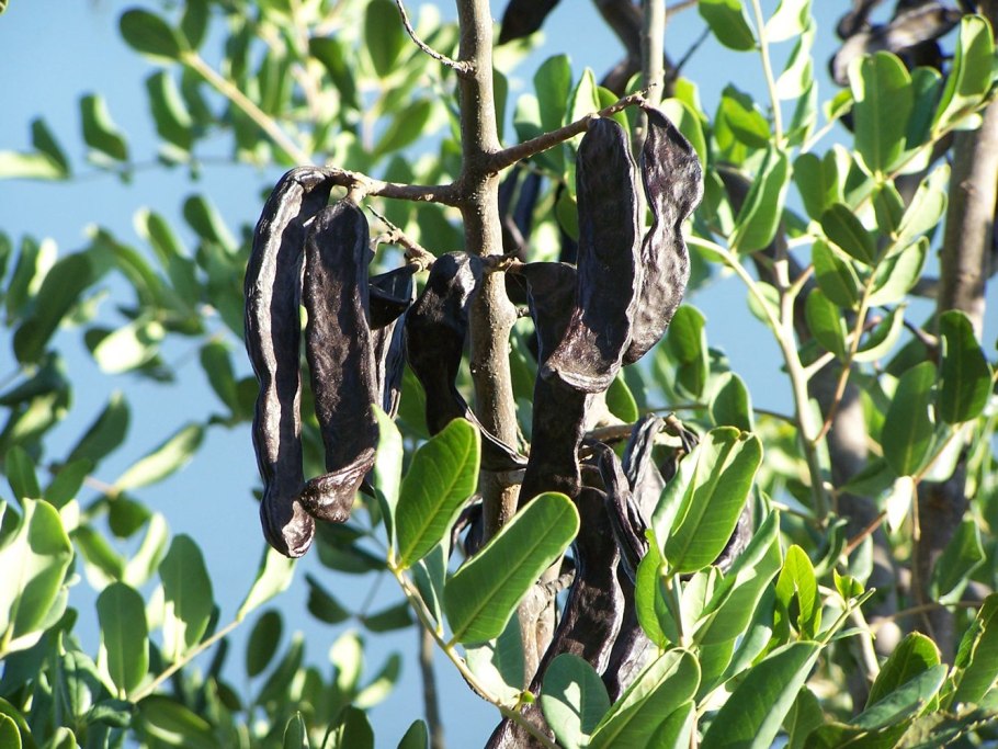 Цератония рожковое дерево