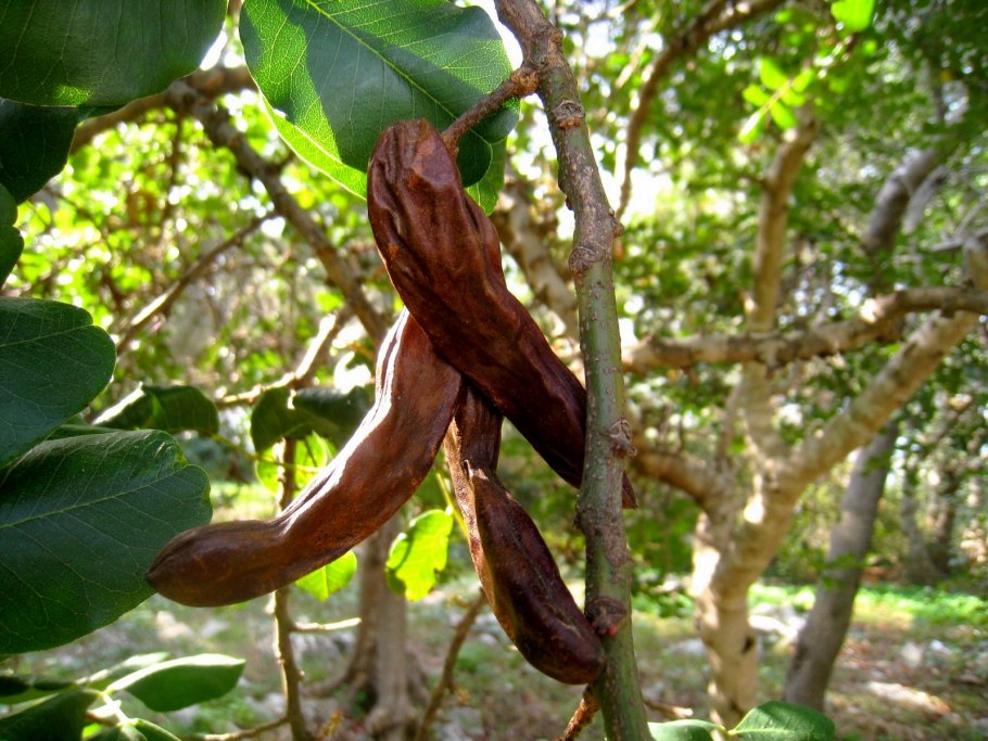 Стручки рожкового дерева кэроб