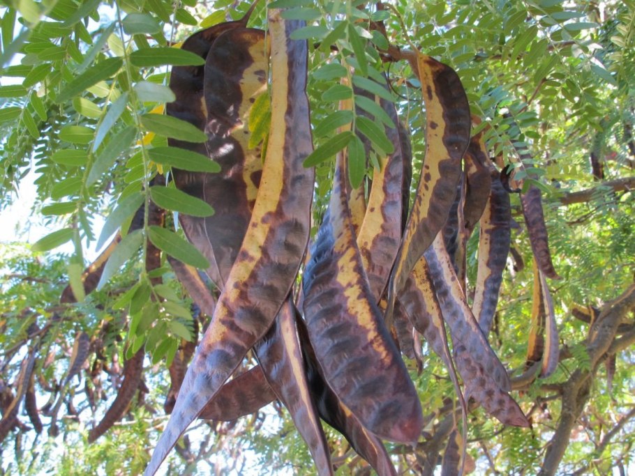 Цератония рожковое дерево