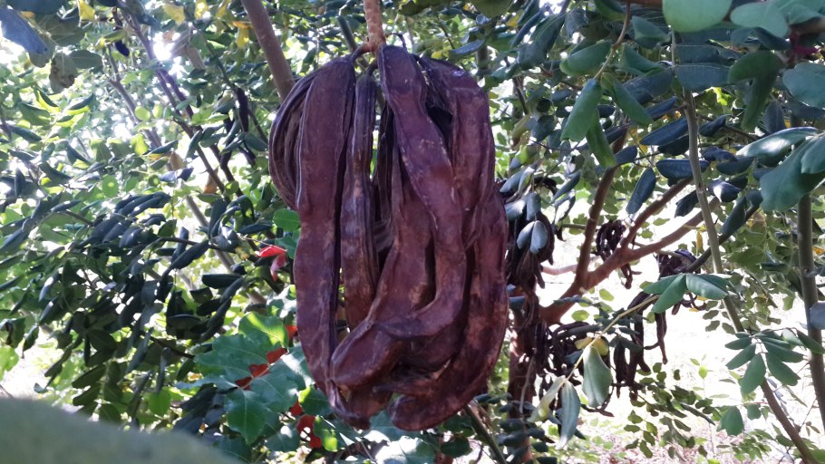 Цератония стручковая рожковое дерево