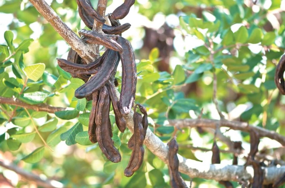 Цератония стручковая рожковое дерево