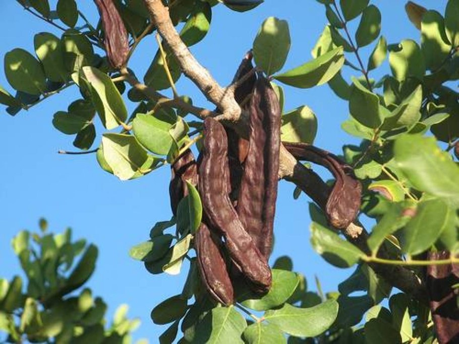 Рожковое дерево Фергана