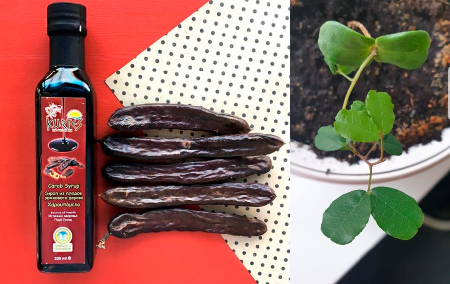 Кэроб Амарант