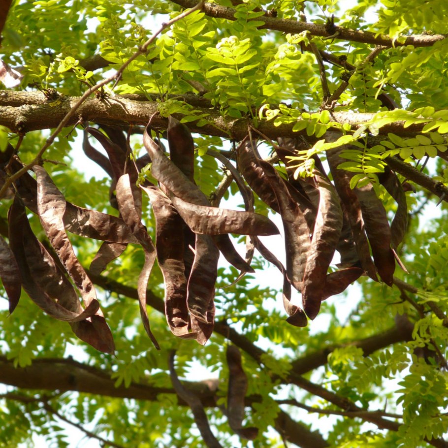 Цератония стручковая рожковое дерево