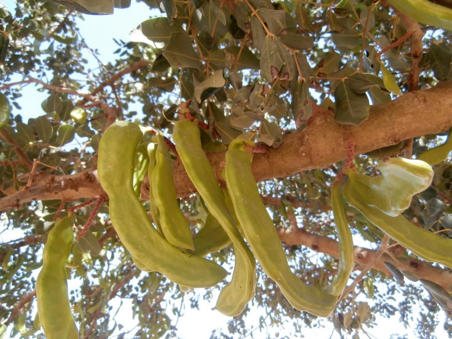 Камедь бобов рожкового дерева