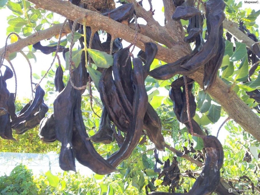 Кэроб рожковое дерево