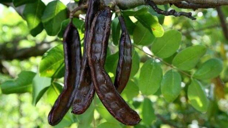 Ceratonia Siliqua рожковое дерево