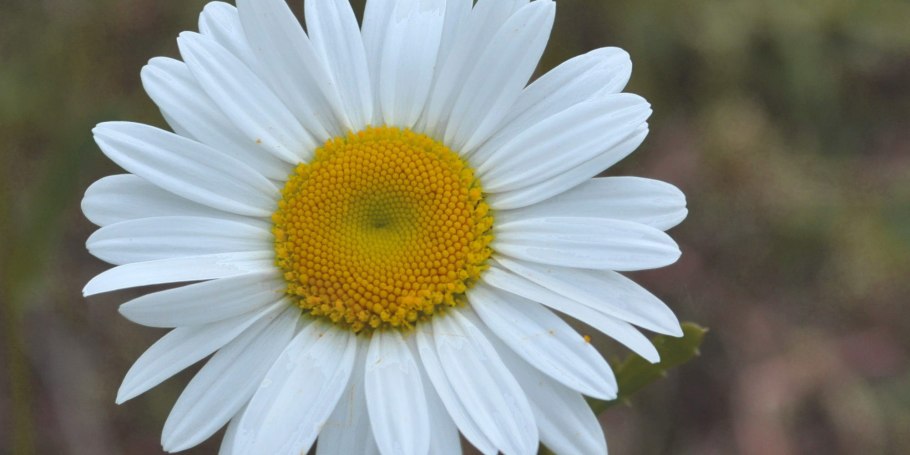 Ромашка аптечная – Chamomilla recutita