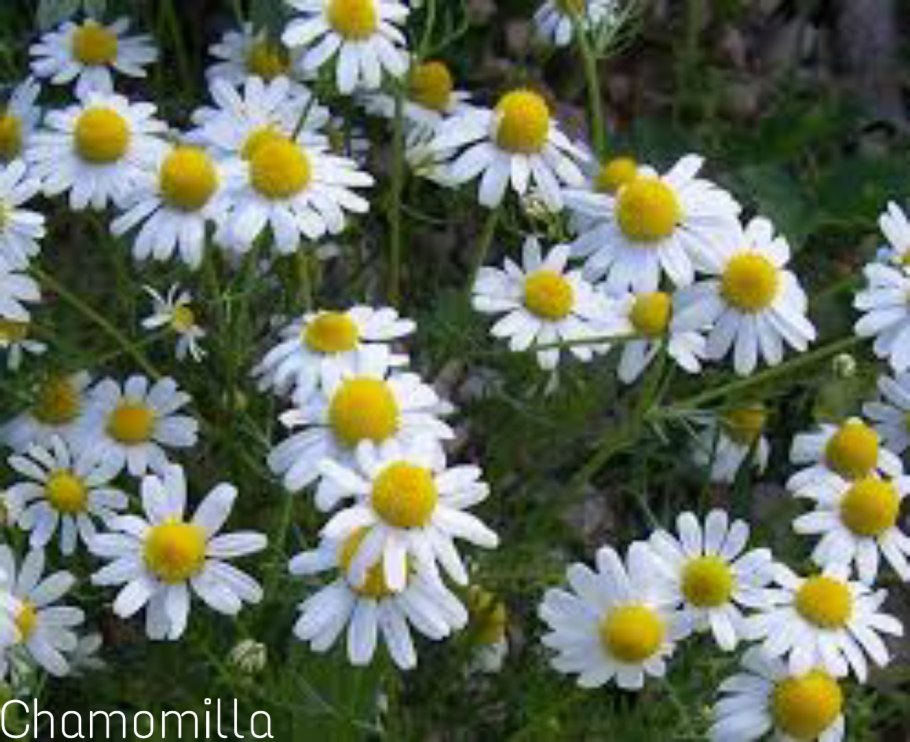 Семена ромашки