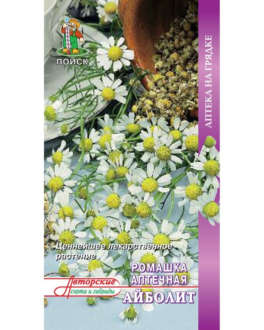 Ромашка аптечная поле