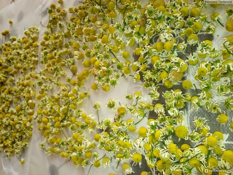 Ромашка аптечная семена аптека