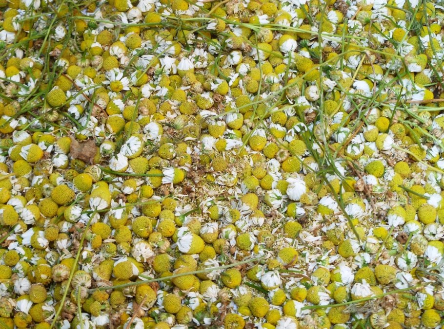 Ромашка аптечная семена