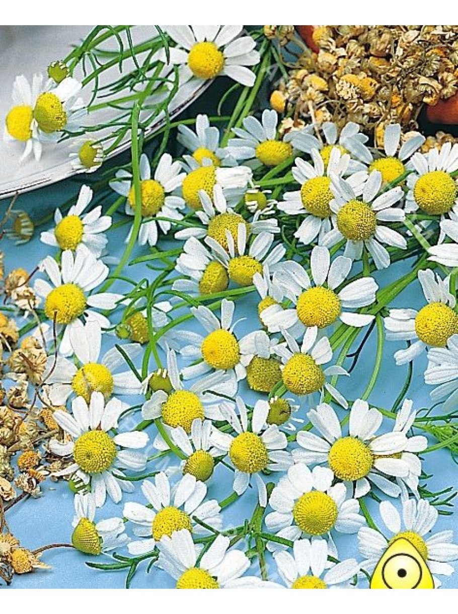 Ромашка аптечная в ландшафтном дизайне