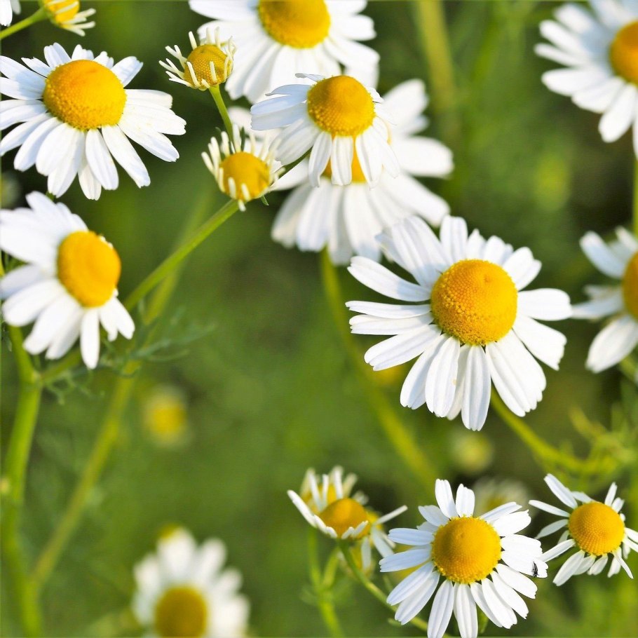 Семена ромашки