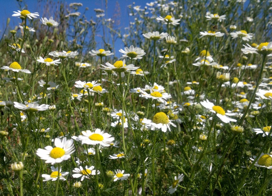 Ромашка аптечная поле