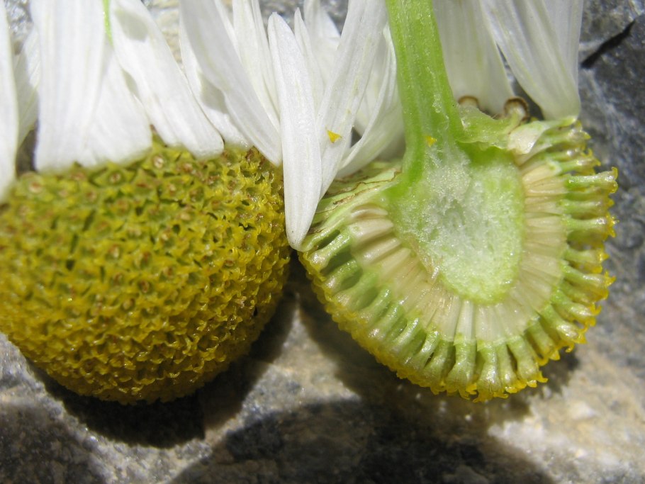 Немецкая Ромашка