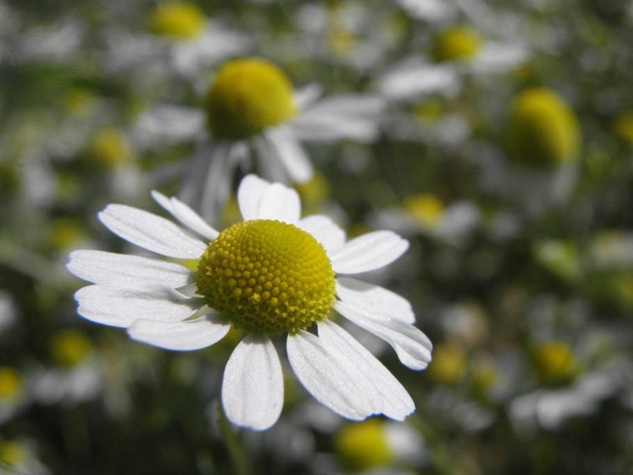 Ромашка аптечная