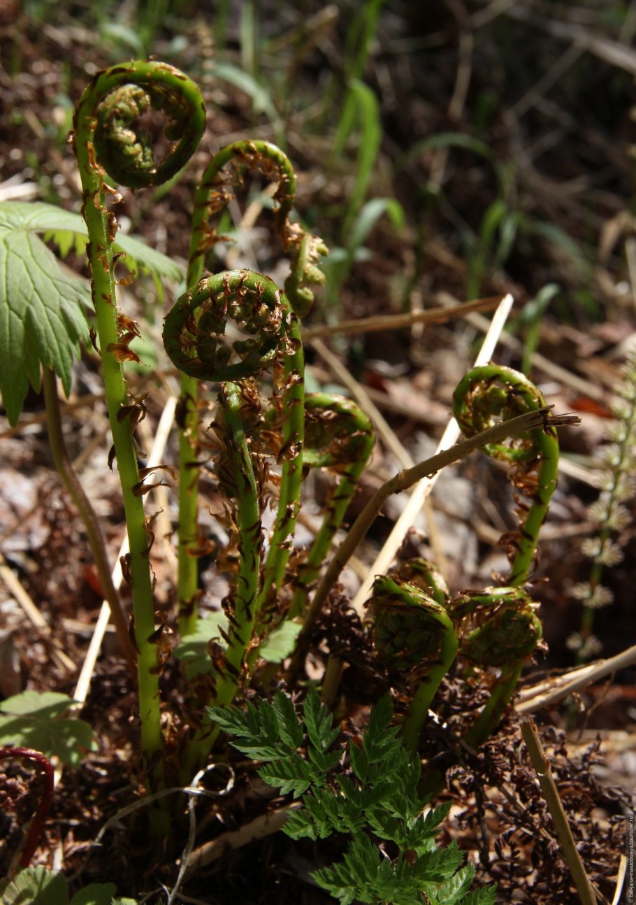 Папоротник орляк обыкновенный
