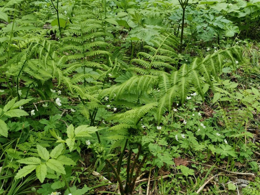 Папоротник орляк молодые побеги