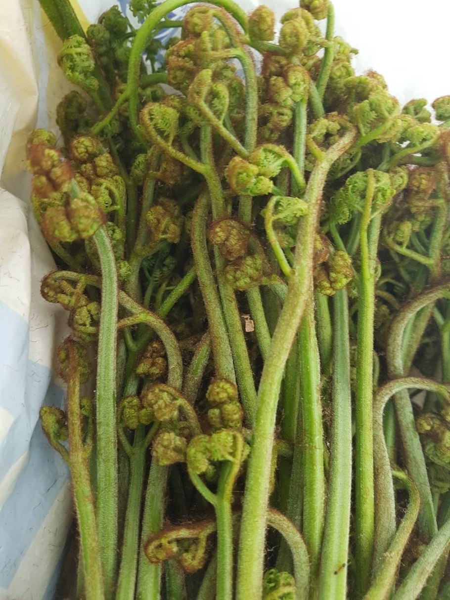 Орляк обыкновенный