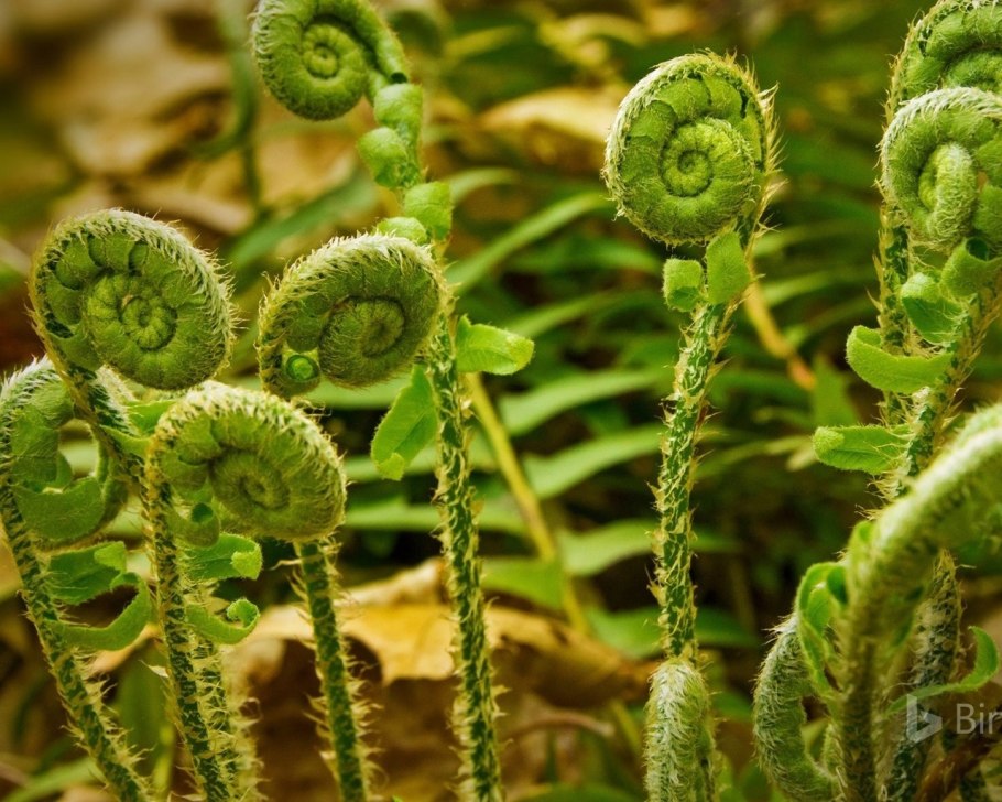 Папоротник орляк