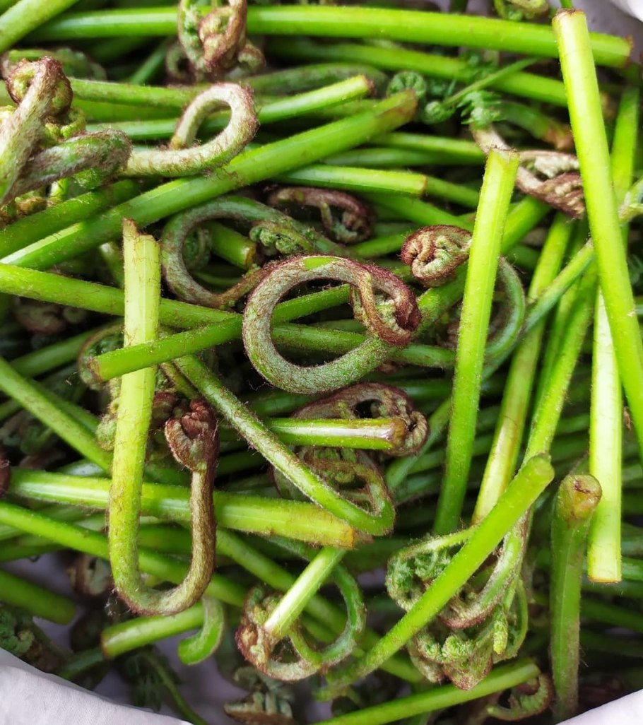 Папоротник орляк дальневосточный